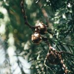 Black Seed oil